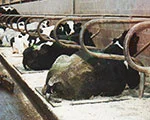 Cow stall mats